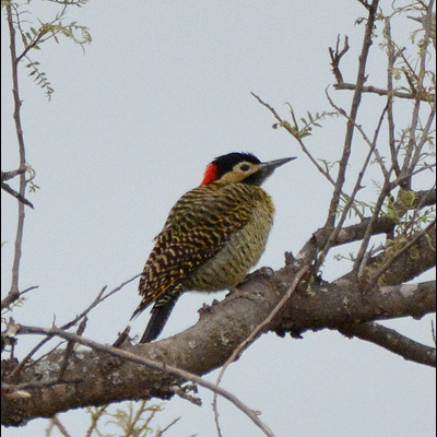 Golden-Breasted Woodpecker